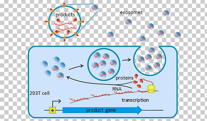 Exosome Lysosome Immune System Small Interfering RNA Cell PNG, Clipart, Area, Cell, Circle, Diagram, Exosome Free PNG Download