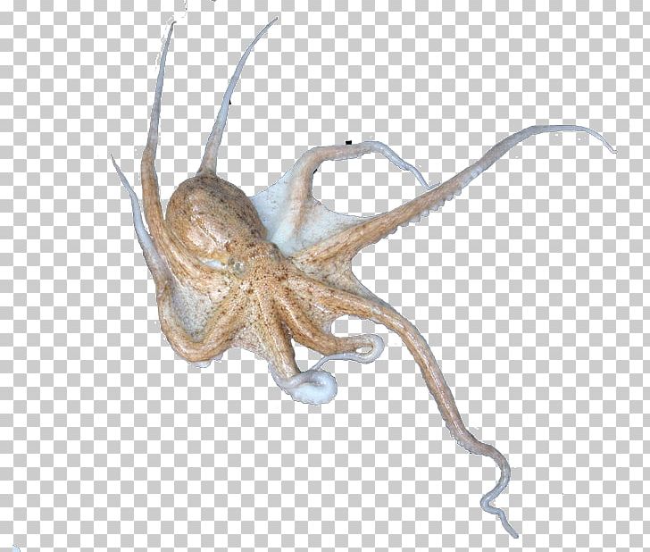 Octopus Squid Terrestrial Animal PNG, Clipart, Animal, Cephalopod, Eledone, Invertebrate, Marine Invertebrates Free PNG Download