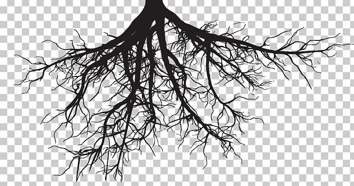 Root Tree PNG, Clipart, Aquarius, Artwork, Black And White, Branch, Clip Art Free PNG Download
