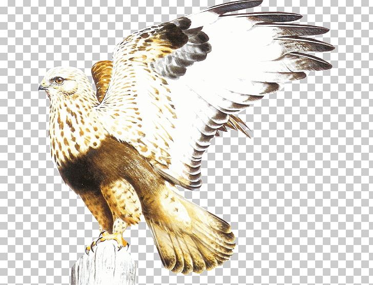Bird PNG, Clipart, Accipitriformes, Aigle, Animal, Animals, Beak Free PNG Download