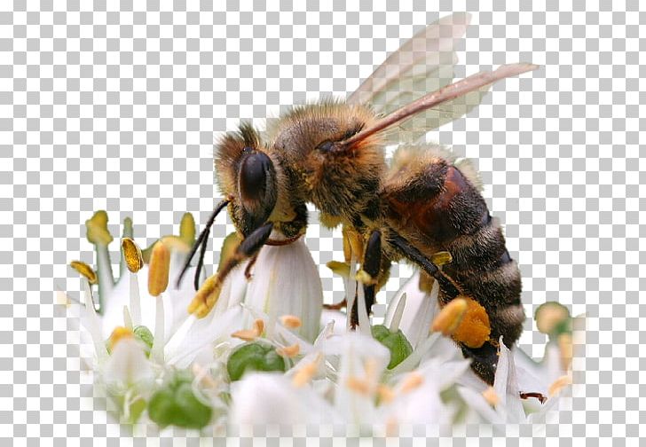 Honey Bee Insect PNG, Clipart, Arthropod, Bee, Bee Pollen, Blingee, Bumblebee Free PNG Download