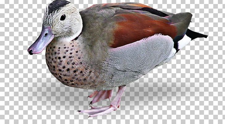 Mallard Duck Goose Bird PNG, Clipart, Animal, Animals, Beak, Bird, Blog Free PNG Download