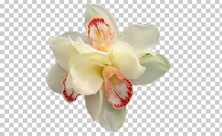 Moth Orchids Cut Flowers PNG, Clipart, 2016, Animaatio, Ansichtkaart, Artificial Flower, Author Free PNG Download