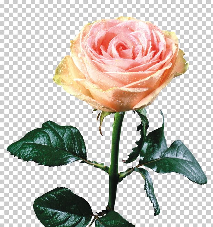 Still Life: Pink Roses Flower PNG, Clipart, Art, Artificial Flower, Beach Rose, Cut Flowers, Floral Design Free PNG Download