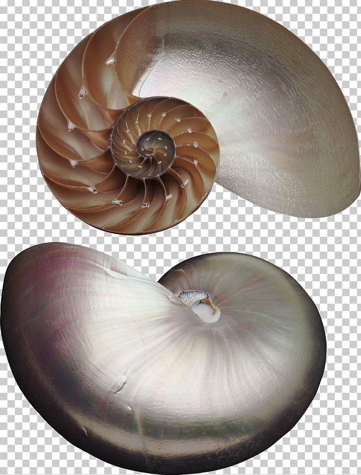 Nautilus Seashell Marine Invertebrates Animal Pearl PNG, Clipart, Animal, Animals, Earth Rangers, Invertebrate, Marine Invertebrates Free PNG Download