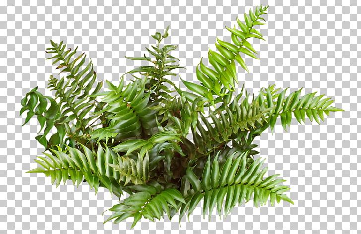 Tree Texture Mapping 3D Computer Graphics PNG, Clipart, 3d Computer Graphics, 3d Modeling, Branch, Conifer, Cyrtomium Falcatum Free PNG Download