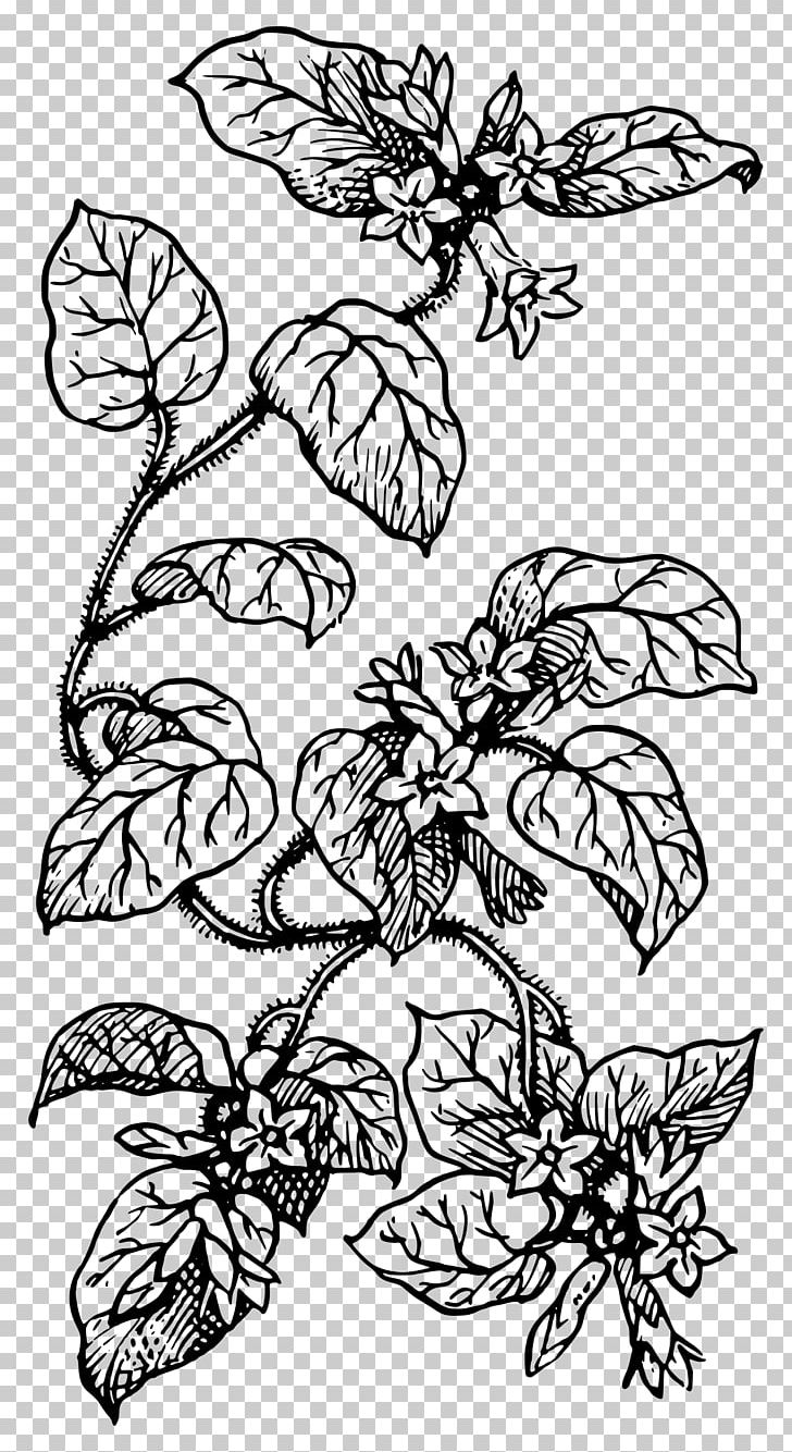 Drawing Line Art Plant PNG, Clipart, Art, Biology, Black, Botany, Branch Free PNG Download