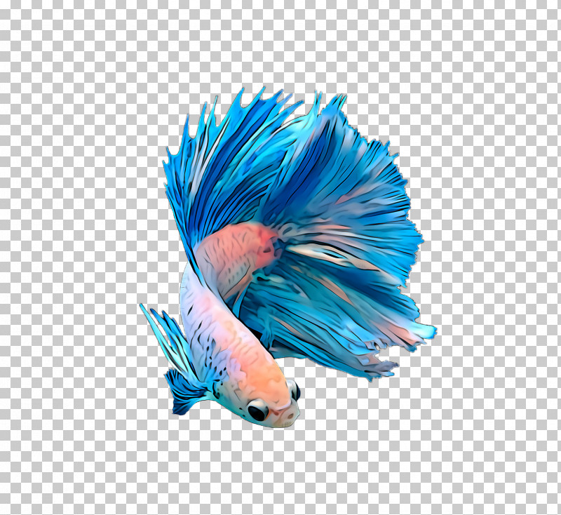 Feather PNG, Clipart, Blue, Electric Blue, Feather, Fish, Parrotfish Free PNG Download