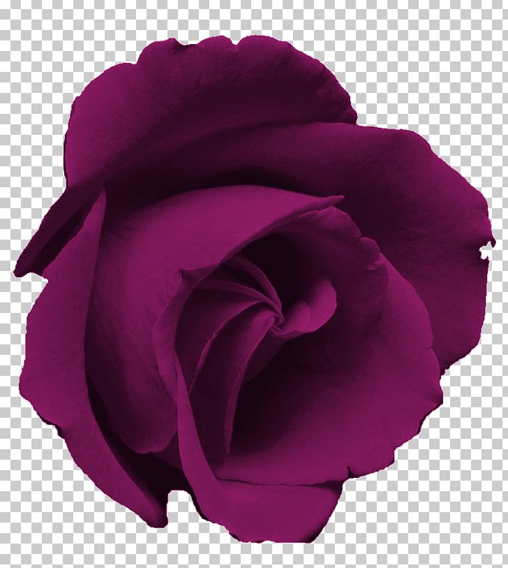 Blue Rose Blue Rose Flower PNG, Clipart, Blue, Blue Rose, Clip Art, Cut Flowers, Flower Free PNG Download