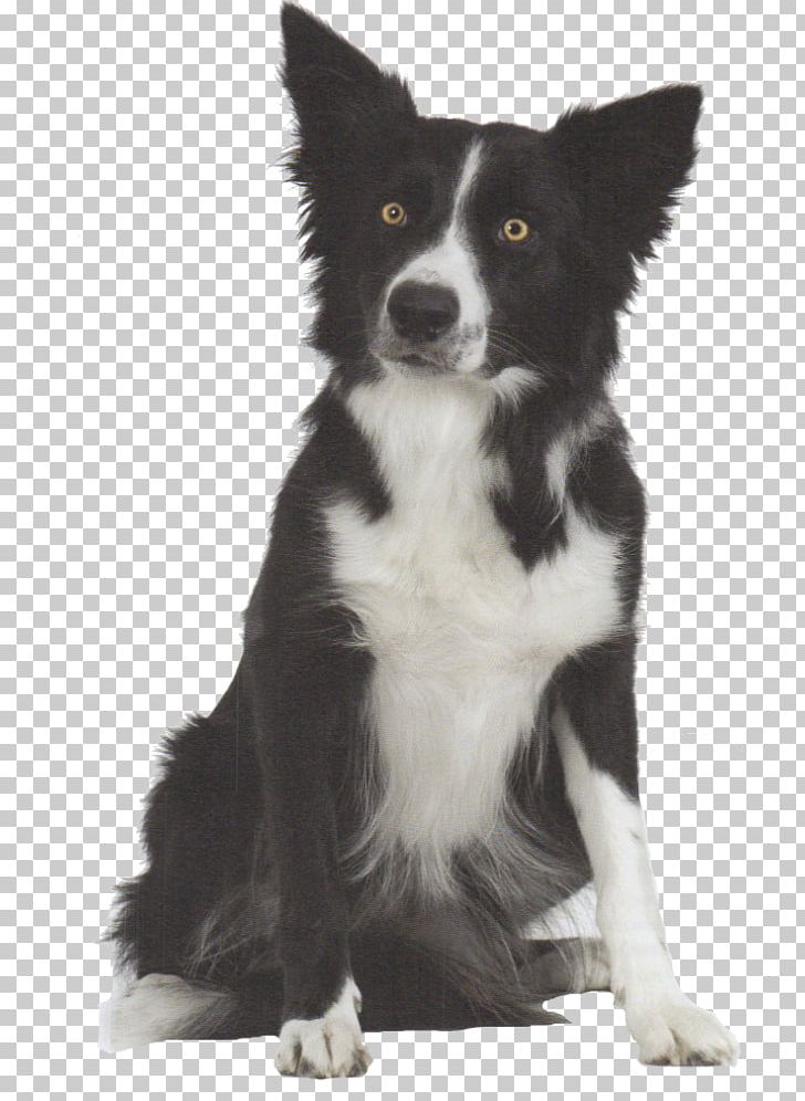 Border Collie McNab Dog Rough Collie Dog Breed Old English Sheepdog PNG, Clipart, 1 Year, Australian Shepherd, Black And White, Border, Border Collie Free PNG Download