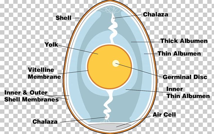 Chicken Boiled Egg Anatomy Eggshell PNG, Clipart, Anatomy, Angle, Area, Boiled Egg, Chalaza Free PNG Download