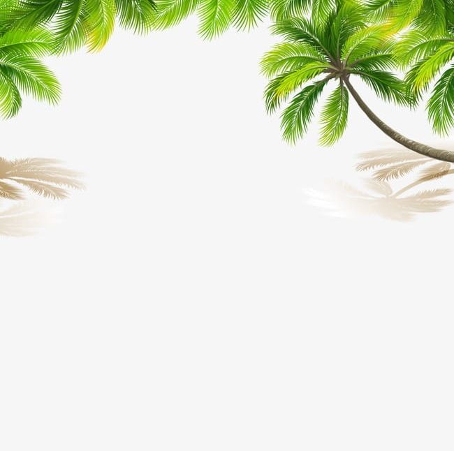 Coconut Tree PNG, Clipart, Beach, Coconut, Coconut Clipart, Coconut Tree, Great Free PNG Download
