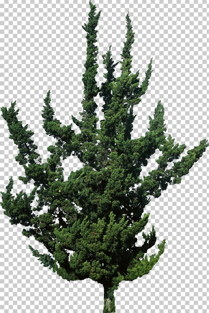 Spruce Juniperus Chinensis Var. Kaizuka Evergreen Tree Pine PNG, Clipart, Biome, Branch, Christmas Tree, Conifer, Coniferen Free PNG Download