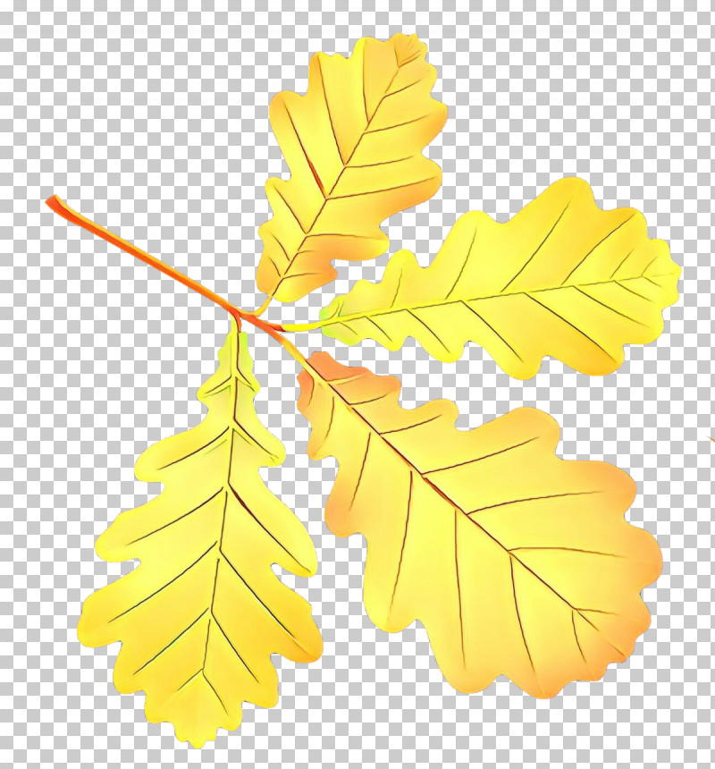 Maple Leaf PNG, Clipart, Black Maple, Branch, Flower, Leaf, Maple Leaf Free PNG Download