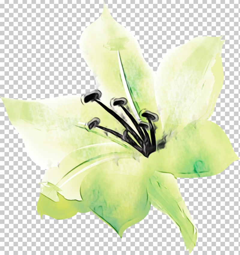 Artificial Flower PNG, Clipart, Artificial Flower, Cut Flowers, Flower, Green, Iris Free PNG Download