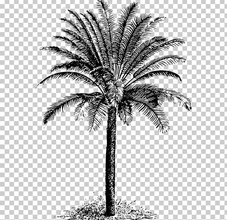 Arecaceae Cycad Tree Evergreen PNG, Clipart, Arecaceae, Arecales, Attalea Speciosa, Black And White, Borassus Flabellifer Free PNG Download