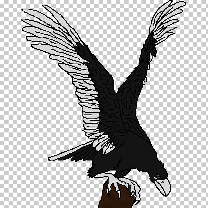 Bald Eagle Condor Hawk Beak PNG, Clipart, Accipitriformes, Animals, Bald Eagle, Beak, Bird Free PNG Download