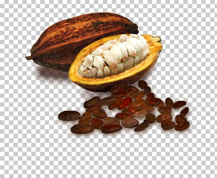 Cocoa Bean White Chocolate Theobroma Cacao PNG, Clipart, Bean, Cane Sugar, Chocolate, Clam, Clams Oysters Mussels And Scallops Free PNG Download