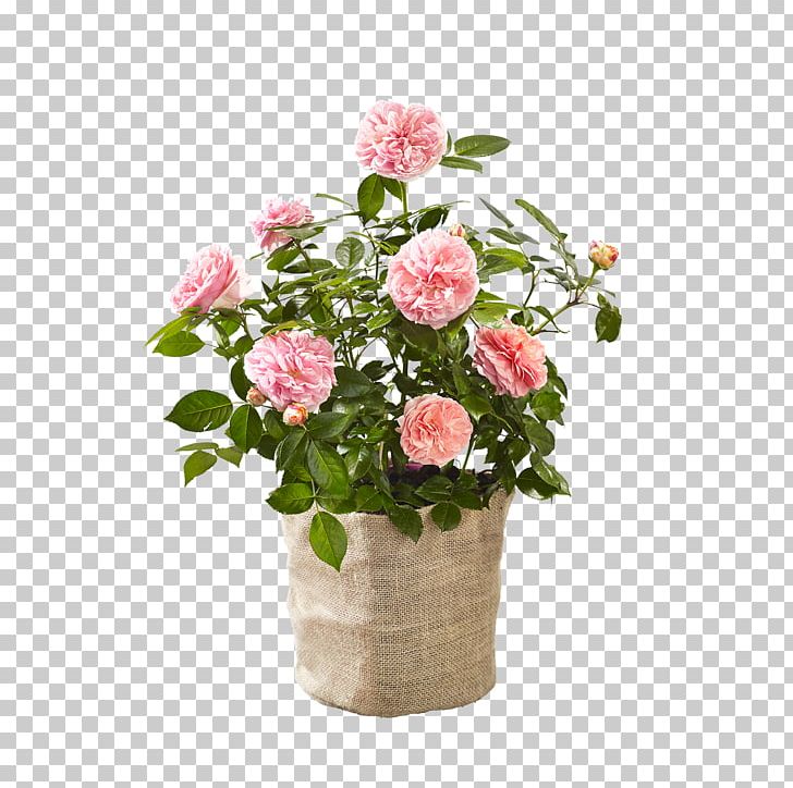 Garden Roses Cabbage Rose Floral Design Cut Flowers Flowerpot PNG, Clipart, Annual Plant, Artificial Flower, Cabbage Rose, Chippendales, Floral Design Free PNG Download