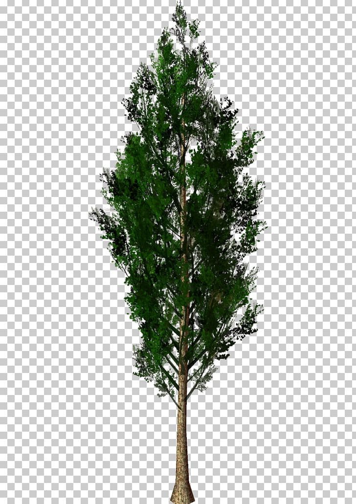 Larch Spruce Tree Pine Fir PNG, Clipart, Advertising, Author, Branch, Conifer, Conifers Free PNG Download