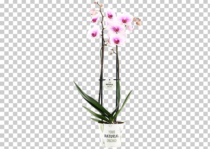 Moth Orchids Dendrobium Flowerpot Cut Flowers PNG, Clipart, Artificial Flower, Cut Flowers, Dendrobium, Flora, Flower Free PNG Download