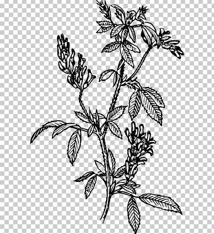 Alfalfa Sprouting PNG, Clipart, Alfalfa, Artwork, Black And White, Branch, Flower Free PNG Download