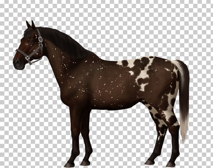 German Shepherd Appaloosa Stallion Thoroughbred Miniature American Shepherd PNG, Clipart, Appaloosa, Breed, Bridle, Colt, Dog Free PNG Download