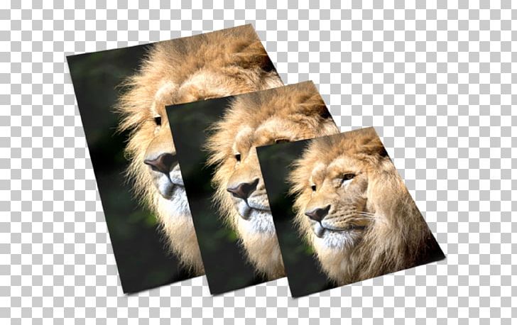 Lion Digital Printing HP Indigo Division Wide-format Printer PNG, Clipart, Animals, Big Cats, Business, Carnivoran, Cat Like Mammal Free PNG Download