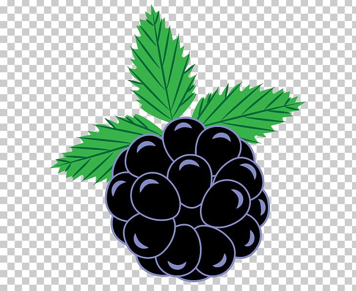 cartoon blackberries