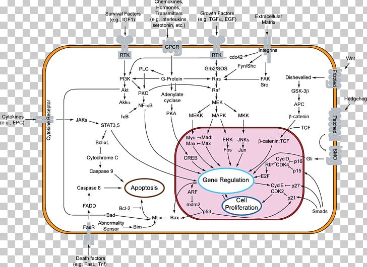 Signal Transduction Cell Signaling Epidermal Growth Factor Receptor PNG ...