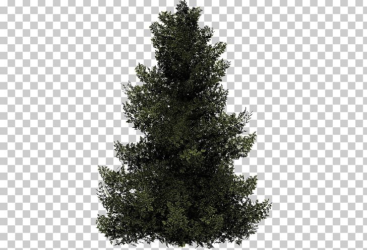 Spruce Fir Christmas Tree Stone Pine PNG, Clipart, Biome, Branch, Conifer, Cypress Family, Holidays Free PNG Download