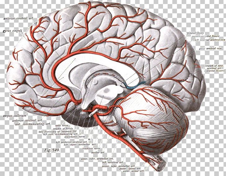 Anterior Cerebral Artery Cerebral Arteries Brain Internal Carotid Artery PNG, Clipart, Anatomy, Anterior Communicating Artery, Artery, Brain, Cerebral Arteries Free PNG Download