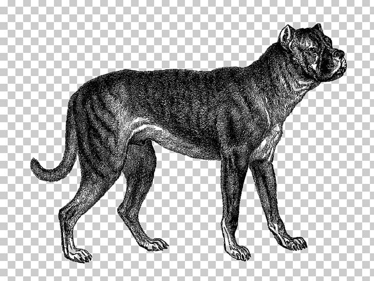 Dog Breed Lion Bullenbeisser Non-sporting Group Cat PNG, Clipart, Animal, Animals, Awesome, Big Cat, Big Cats Free PNG Download