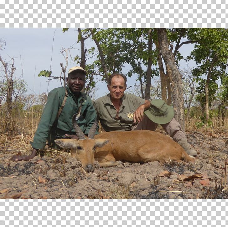 Vina Hunting Antelope Wildlife Bohor Reedbuck PNG, Clipart, Antelope, Area, Bohor Reedbuck, Cameroon, Hartebeest Free PNG Download