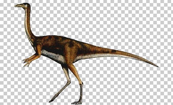 Velociraptor Gallimimus Carnivores: Dinosaur Hunter Tyrannosaurus Ornithomimus PNG, Clipart, Carnivore, Carnivores Dinosaur Hunter, Coelurus, Cretaceous, Dinosaur Free PNG Download