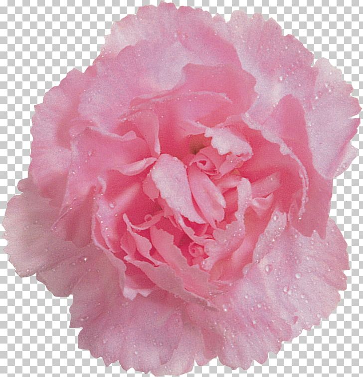Cabbage Rose Color Pom-pom Garden Roses Lampionwebshop PNG, Clipart, Blue, Carnation, Centimeter, Cut Flowers, Flower Free PNG Download