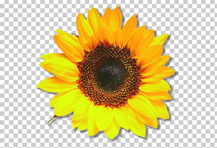 Common Sunflower Blume Sunflower Seed Bedding PNG, Clipart, Annual Plant, Asterales, Bedding, Blume, Common Sunflower Free PNG Download