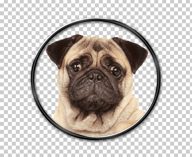 Pug Puppy Stock Photography Portrait PNG, Clipart, Animals, Breed, Carnivoran, Dog, Dog Breed Free PNG Download