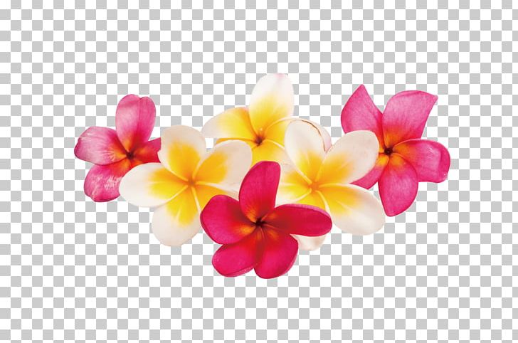 Stock Photography Plumeria Rubra PNG, Clipart, Cut Flowers, Depositphotos, Desktop Wallpaper, Flower, Flowering Plant Free PNG Download