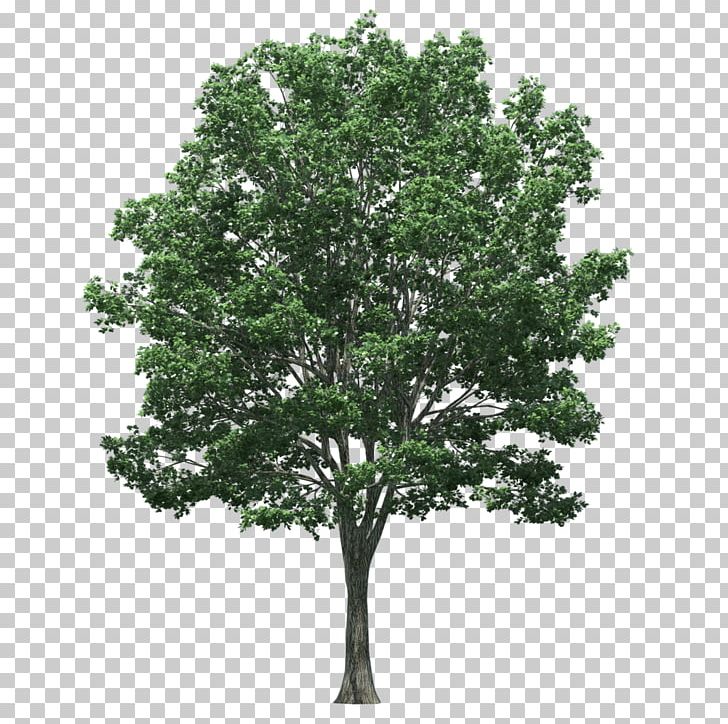 Stock Photography Tree Japanese Zelkova Trunk PNG, Clipart, Bonsai, Branch, Forest, Japanese Maple, Leaf Free PNG Download