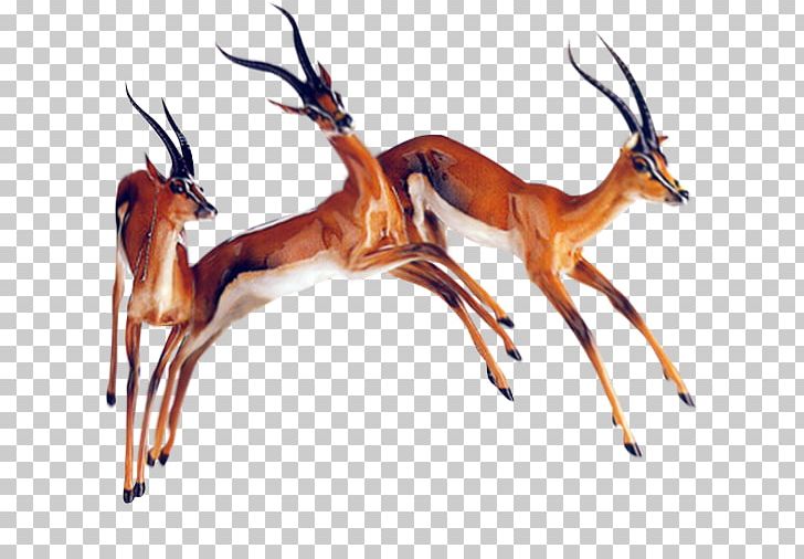 Deer Impala Animal PNG, Clipart, Animal, Animals, Animal Sauvage, Animal Track, Animation Free PNG Download
