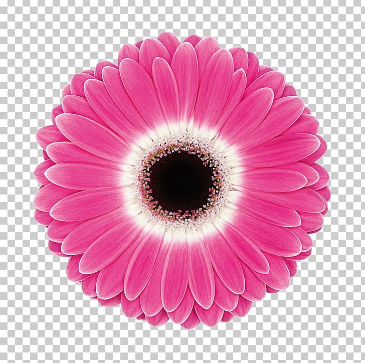 Transvaal Daisy Cut Flowers Double-flowered Kwekerij Gebr. Koolhaas B.V. PNG, Clipart, Argyranthemum, Cut Flowers, Daisy Family, Doubleflowered, Floristry Free PNG Download