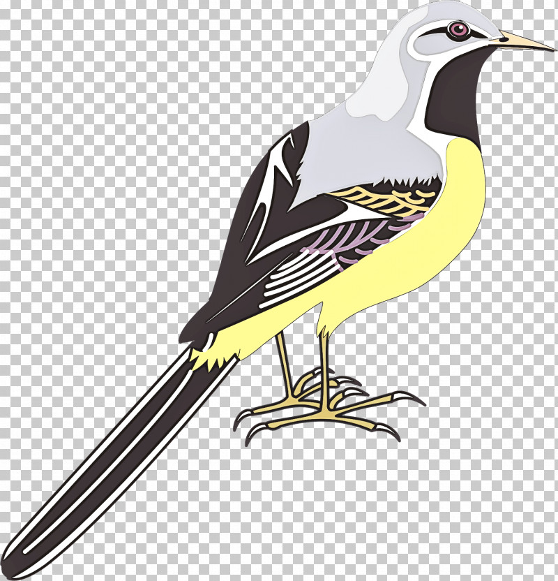 Birds Northern Mockingbird Finches Tit Blue Jay PNG, Clipart, American Sparrows, Beak, Birds, Blue Jay, Eastern Bluebird Free PNG Download