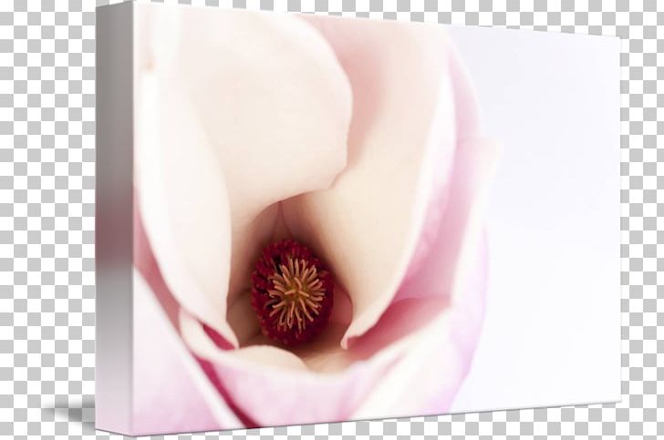 Close-up Lip PNG, Clipart, Closeup, Closeup, Flower, Lip, Magnolia Flowers Free PNG Download