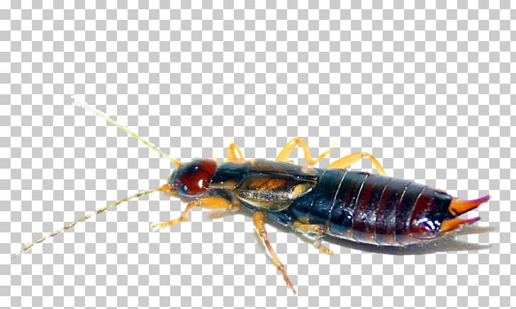 Cockroach Insect Le Perce-oreille Earwig Exterminateurs Associés Inc. PNG, Clipart, American Cockroach, Animals, Arthropod, Blattodea, Centipede Free PNG Download