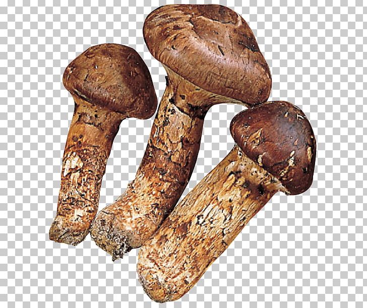 Matsutake PNG, Clipart, Edible Mushroom, Ingredient, Matsutake, Mushroom, Others Free PNG Download