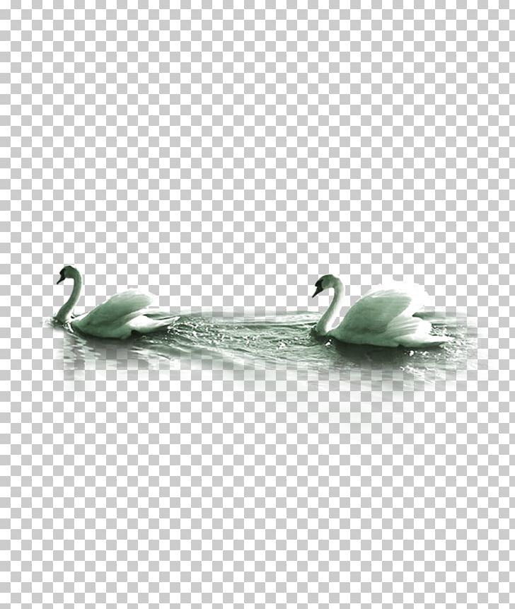 Mute Swan Computer File PNG, Clipart, Animals, Black Swan, Body Jewelry, Boys Swimming, Computer File Free PNG Download