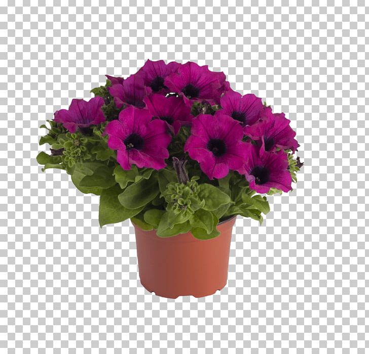 Petunia Surfinia Garden Flower Houseplant PNG, Clipart, Annual Plant, Blossom, Calla Lily, Cut Flowers, Cutting Free PNG Download