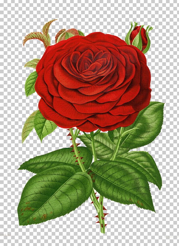 Rose Flower PNG, Clipart, Blue Rose, Cut Flowers, Desktop Wallpaper, Floral Design, Floribunda Free PNG Download