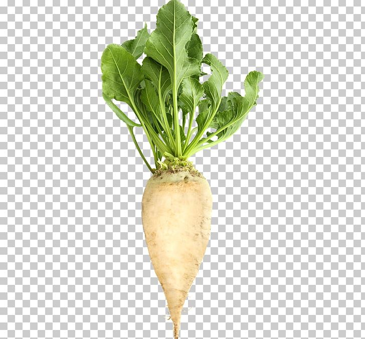 Sugar Beet Beetroot PNG, Clipart, Beta, Chard, Fahlerde, Food, Food Drinks Free PNG Download